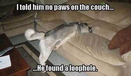 Hilarious Animal Pictures 032