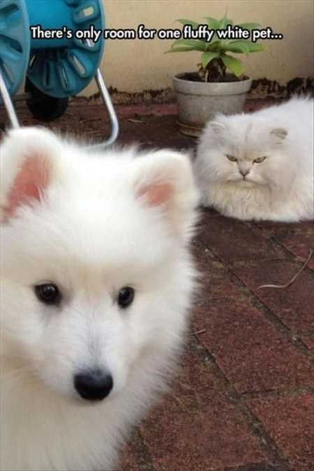Hilarious Animal Pictures 034