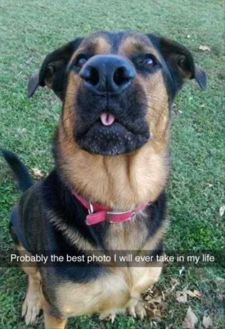 Hilarious Animal Pictures 035