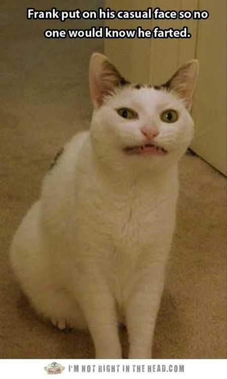 Hilarious Animal Pictures 036