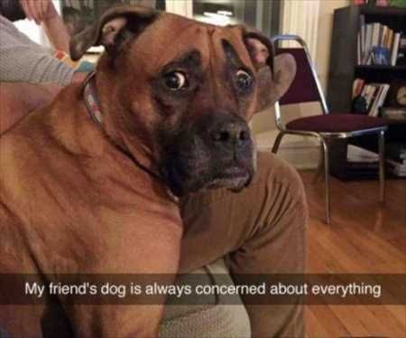 Hilarious Animal Pictures 037