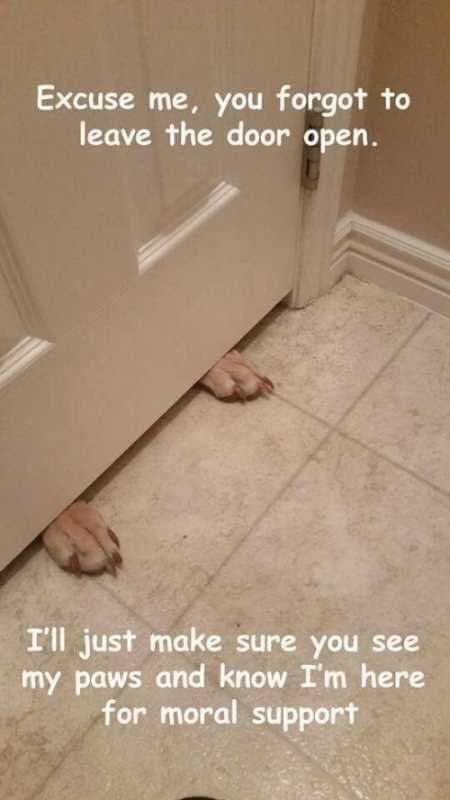 The Funniest Animal Pictures Ever 026