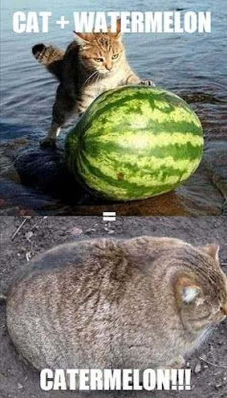 The Funniest Animal Pictures Ever 031