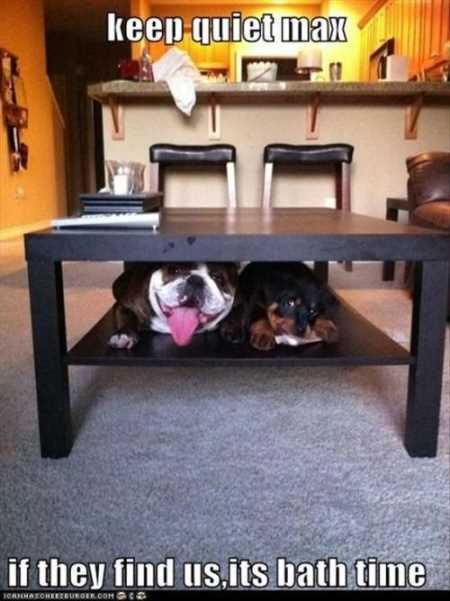 The Funniest Animal Pictures Ever 036
