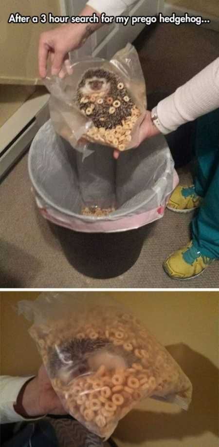 Very Funny Animal Pictures 003