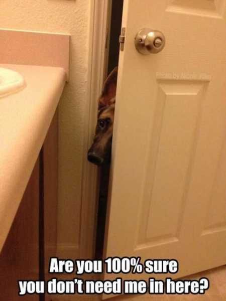 Very Funny Animal Pictures 010