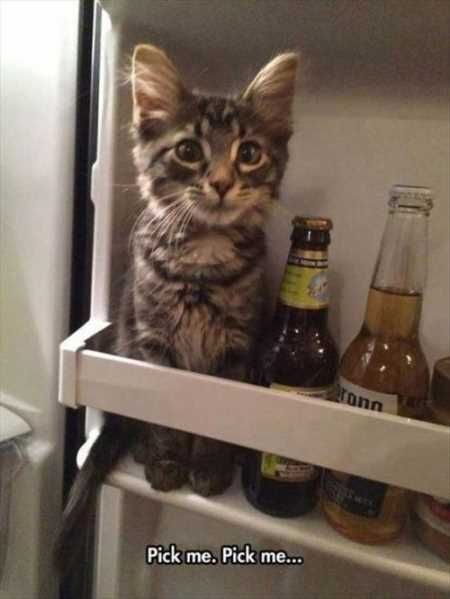Very Funny Animal Pictures 014