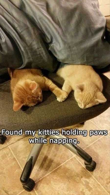 Very Funny Animal Pictures 019