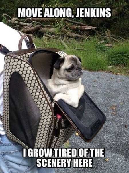 Very Funny Animal Pictures 025