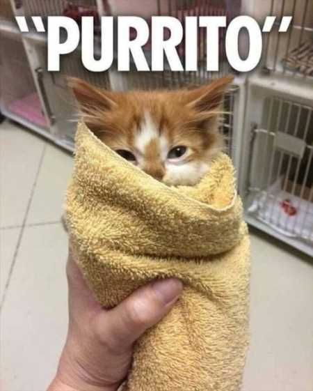 Very Funny Animal Pictures 028