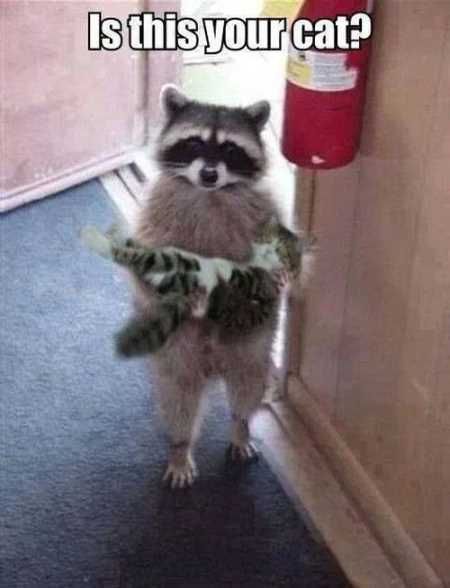 Very Funny Animal Pictures 029