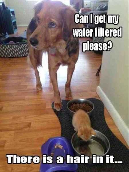 Funniest Animal Pics Ever 001