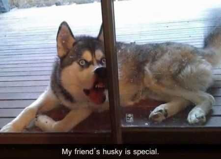 Funniest Animal Pics Ever 003