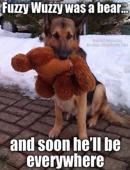 Funniest Animal Pics Ever 004