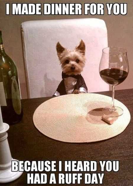 Funniest Animal Pics Ever 006