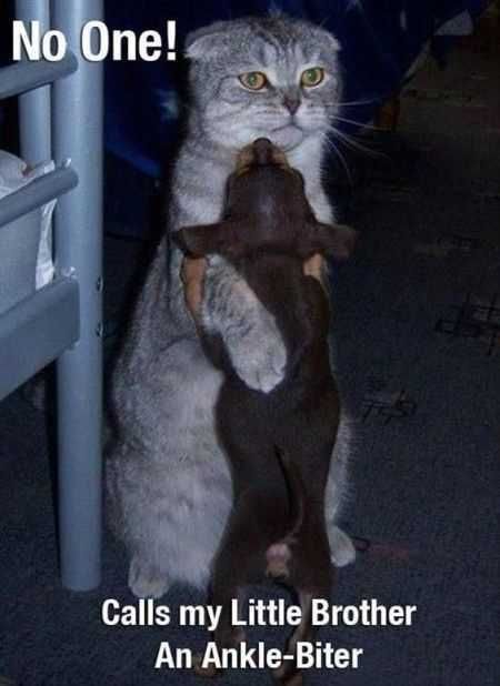 Funniest Animal Pics Ever 007