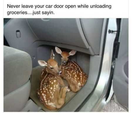 Funniest Animal Pics Ever 013