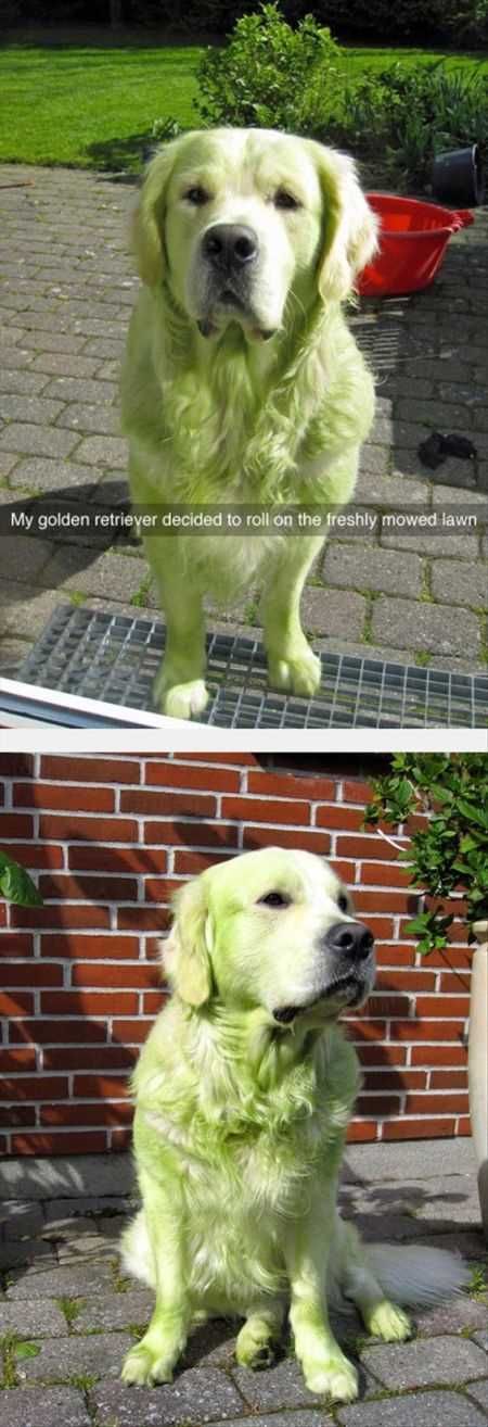 Funniest Animal Pics Ever 014
