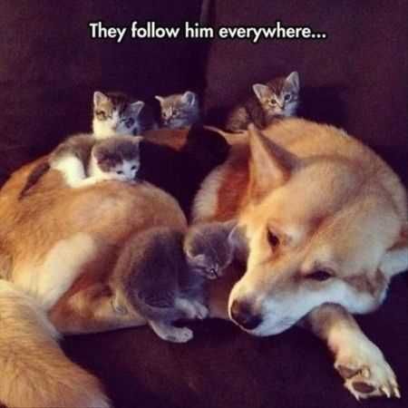 Funniest Animal Pics Ever 015