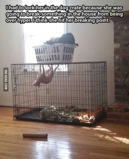 Funniest Animal Pics Ever 016