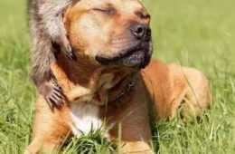 Funniest Animal Pics Ever 019