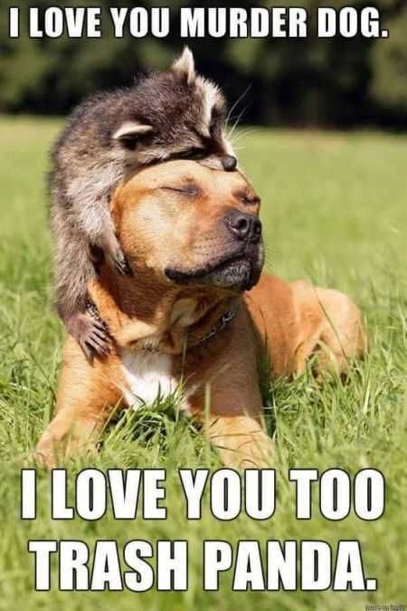 Funniest Animal Pics Ever 019