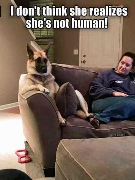 Funniest Animal Pics Ever 020