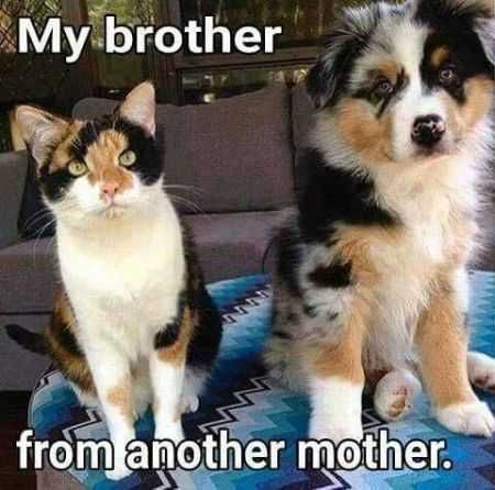 Funniest Animal Pics Ever 021