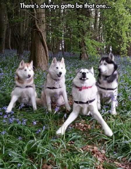 Funniest Animal Pics Ever 022
