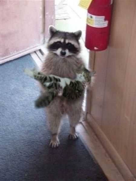Funniest Animal Pics Ever 023