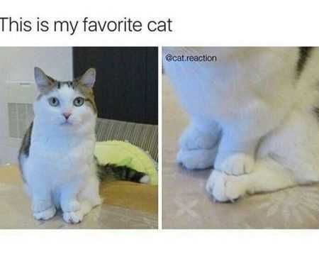 Funniest Animal Pics Ever 025