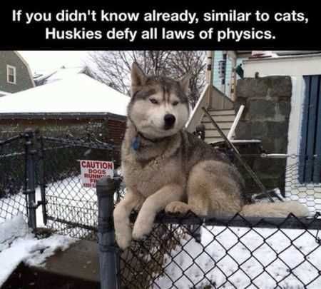 Funniest Animal Pics Ever 026