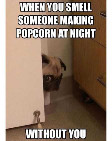 Funniest Animal Pics Ever 028
