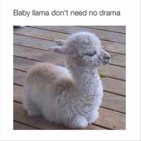 Funniest Animal Pics Ever 029