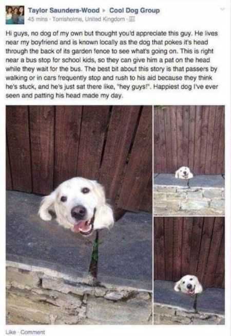 Funniest Animal Pics Ever 031