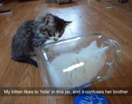 Funniest Animal Pics Ever 032