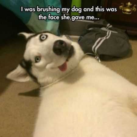 Funniest Animal Pics Ever 033