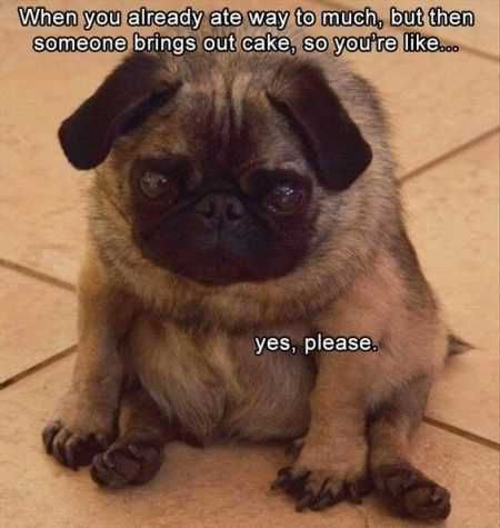 Funniest Animal Pics Ever 034