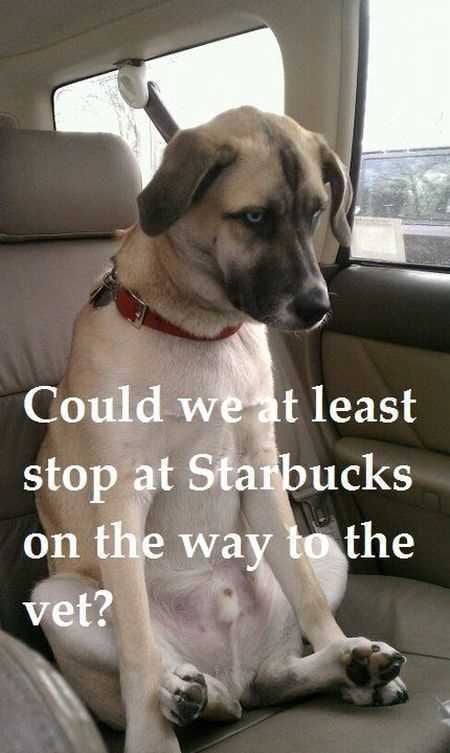Funny Animal Pictures That Will Make Your Day 008