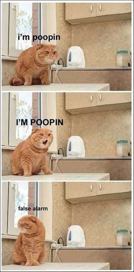 Funny Animal Pictures That Will Make Your Day 017