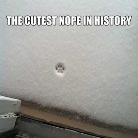 Funny Animal Pictures That Will Make Your Day 019