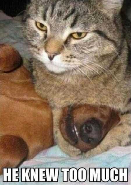 Funny Animal Pictures That Will Make Your Day 020