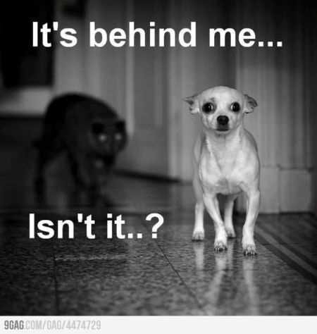 Funny Animal Pictures That Will Make Your Day 024