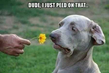Funny Animal Pictures That Will Make Your Day 027
