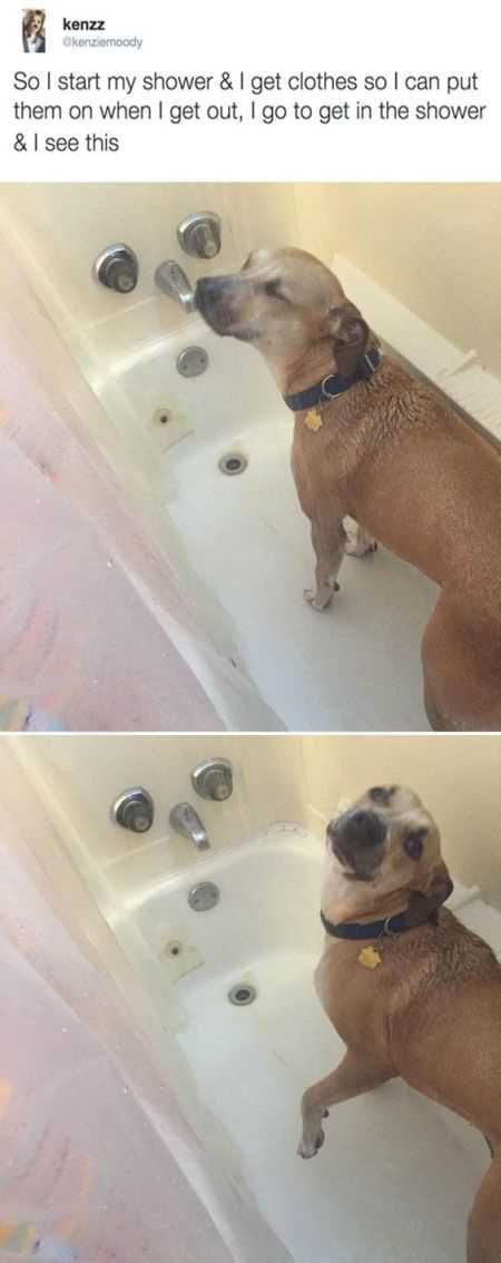 Funny Animal Pictures That Will Make Your Day 028