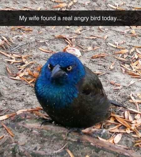 Funny Animal Pictures That Will Make Your Day 030
