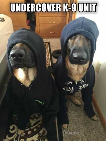 Funny Animal Pictures That Will Make Your Day 031