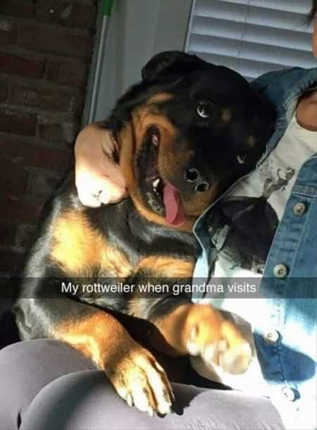Funny Animal Pictures That Will Make Your Day 032