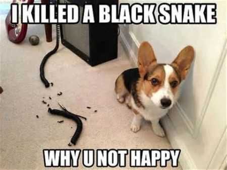Funny Animal Pictures That Will Make Your Day 033