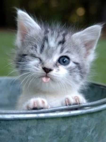 Funny Animal Pictures That Will Make Your Day 036